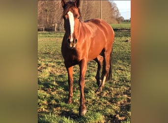 Lusitanien Croisé, Jument, 10 Ans, 165 cm, Alezan