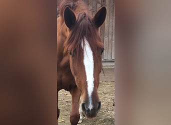 Lusitanien Croisé, Jument, 10 Ans, 165 cm, Alezan