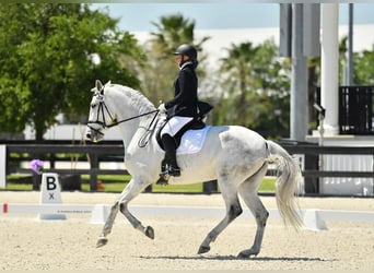 Lusitanien, Jument, 10 Ans, 167 cm, Gris