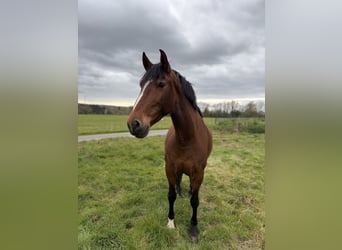Lusitanien, Jument, 11 Ans, 150 cm, Bai