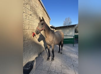 Lusitanien Croisé, Jument, 11 Ans, 155 cm, Isabelle