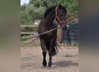Lusitanien, Jument, 11 Ans, 156 cm, Bai brun