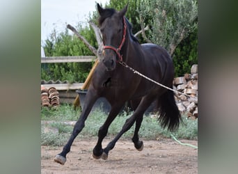 Lusitanien, Jument, 11 Ans, 156 cm, Bai brun