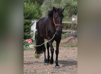 Lusitanien, Jument, 11 Ans, 156 cm, Bai brun