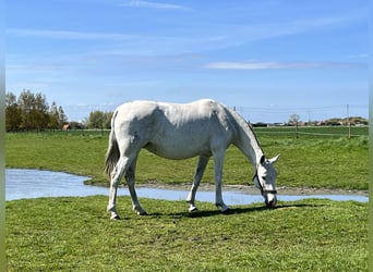 Lusitanien, Jument, 11 Ans, 158 cm, Gris moucheté