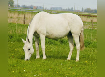 Lusitanien, Jument, 11 Ans, 158 cm, Gris moucheté