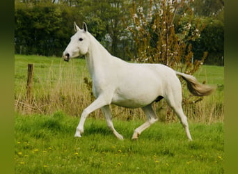 Lusitanien, Jument, 11 Ans, 158 cm, Gris moucheté