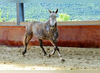 Lusitanien, Jument, 11 Ans, 164 cm, Gris