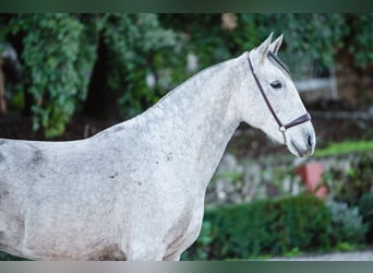 Lusitanien, Jument, 11 Ans, Gris