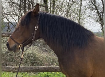 Lusitanien, Jument, 12 Ans, 158 cm, Bai