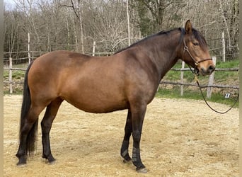 Lusitanien, Jument, 12 Ans, 158 cm, Bai