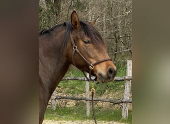 Lusitanien, Jument, 12 Ans, 158 cm, Bai