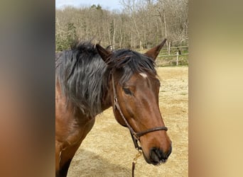 Lusitanien, Jument, 12 Ans, 159 cm, Bai