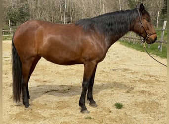 Lusitanien, Jument, 12 Ans, 159 cm, Bai