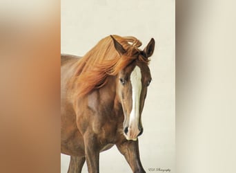 Lusitanien, Jument, 13 Ans, 157 cm, Perle
