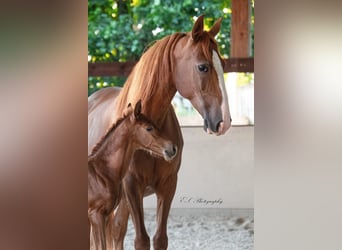 Lusitanien, Jument, 13 Ans, 157 cm, Perle