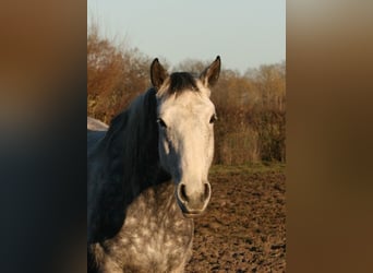 Lusitanien, Jument, 13 Ans, 164 cm, Gris moucheté