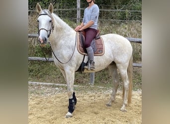 Lusitanien, Jument, 15 Ans, 165 cm, Gris
