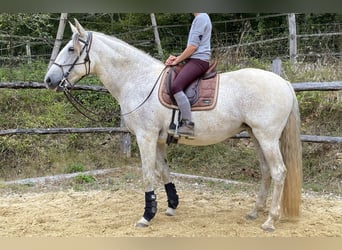 Lusitanien, Jument, 15 Ans, 165 cm, Gris