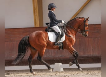 Lusitanien, Jument, 16 Ans, 162 cm, Buckskin