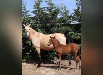 Lusitanien, Jument, 16 Ans, 162 cm, Buckskin