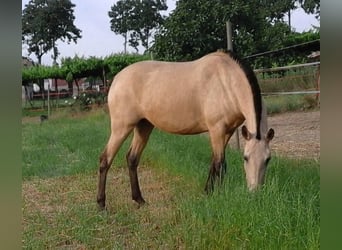 Lusitanien, Jument, 16 Ans, 162 cm, Buckskin