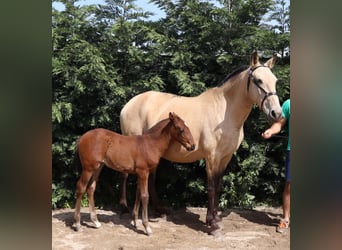 Lusitanien, Jument, 16 Ans, 162 cm, Buckskin