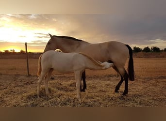 Lusitanien, Jument, 16 Ans, 162 cm, Buckskin