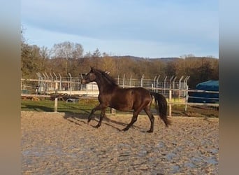 Lusitanien, Jument, 17 Ans, 158 cm, Noir