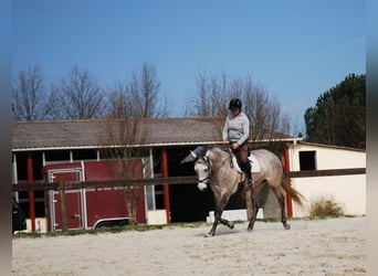 Lusitanien, Jument, 17 Ans, 160 cm, Gris (bai-dun)