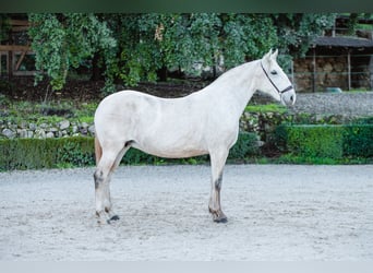 Lusitanien, Jument, 17 Ans, Gris