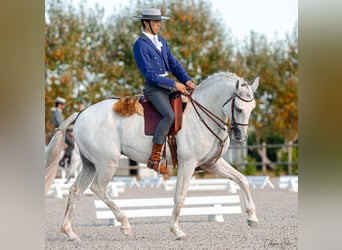 Lusitanien, Jument, 18 Ans, 160 cm, Gris