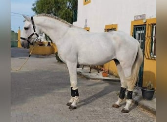 Lusitanien, Jument, 18 Ans, 160 cm, Gris