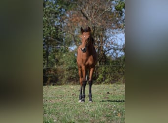 Lusitanien, Jument, 1 Année, 135 cm, Bai