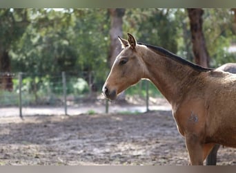 Lusitanien, Jument, 1 Année, 160 cm, Buckskin