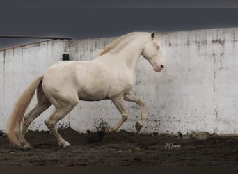 Lusitanien, Jument, 1 Année, 160 cm, Buckskin