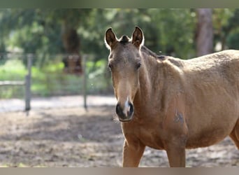 Lusitanien, Jument, 1 Année, 160 cm, Buckskin