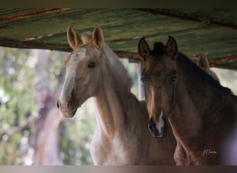 Lusitanien, Jument, 1 Année, 160 cm, Buckskin