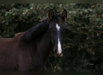 Lusitanien, Jument, 1 Année, 160 cm, Noir