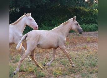 Lusitanien, Jument, 1 Année, 160 cm, Palomino