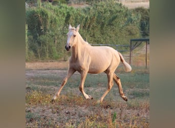 Lusitanien, Jument, 1 Année, 160 cm, Palomino