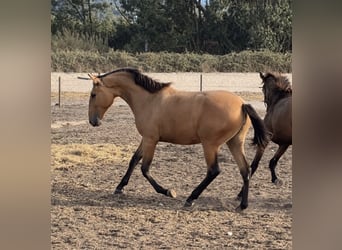 Lusitanien, Jument, 1 Année, 163 cm, Buckskin