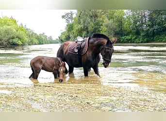 Lusitanien, Jument, 1 Année, 165 cm, Noir