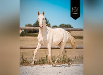 Lusitanien, Jument, 1 Année, Cremello