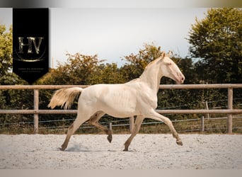 Lusitanien, Jument, 1 Année, Cremello