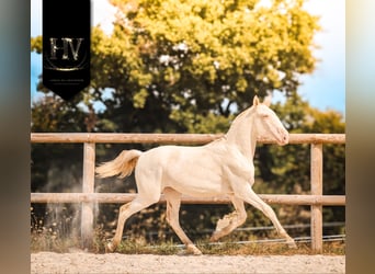 Lusitanien, Jument, 1 Année, Cremello