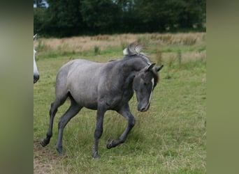 Lusitanien, Jument, 1 Année, Gris