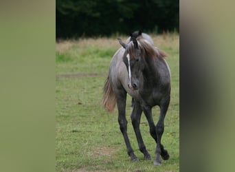 Lusitanien, Jument, 1 Année, Gris