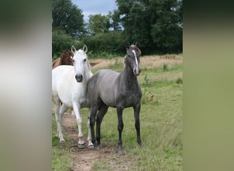 Lusitanien, Jument, 1 Année, Gris