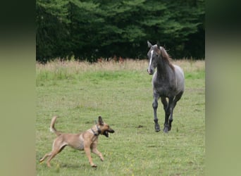 Lusitanien, Jument, 1 Année, Gris